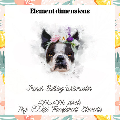 French Bulldog watercolor Clipart High resolution Craftie Cactus